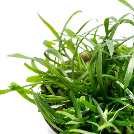 Epic Aquatics Cryptocoryne parva