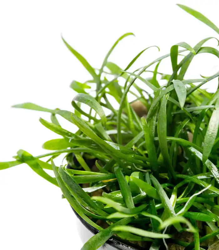 Epic Aquatics Cryptocoryne parva