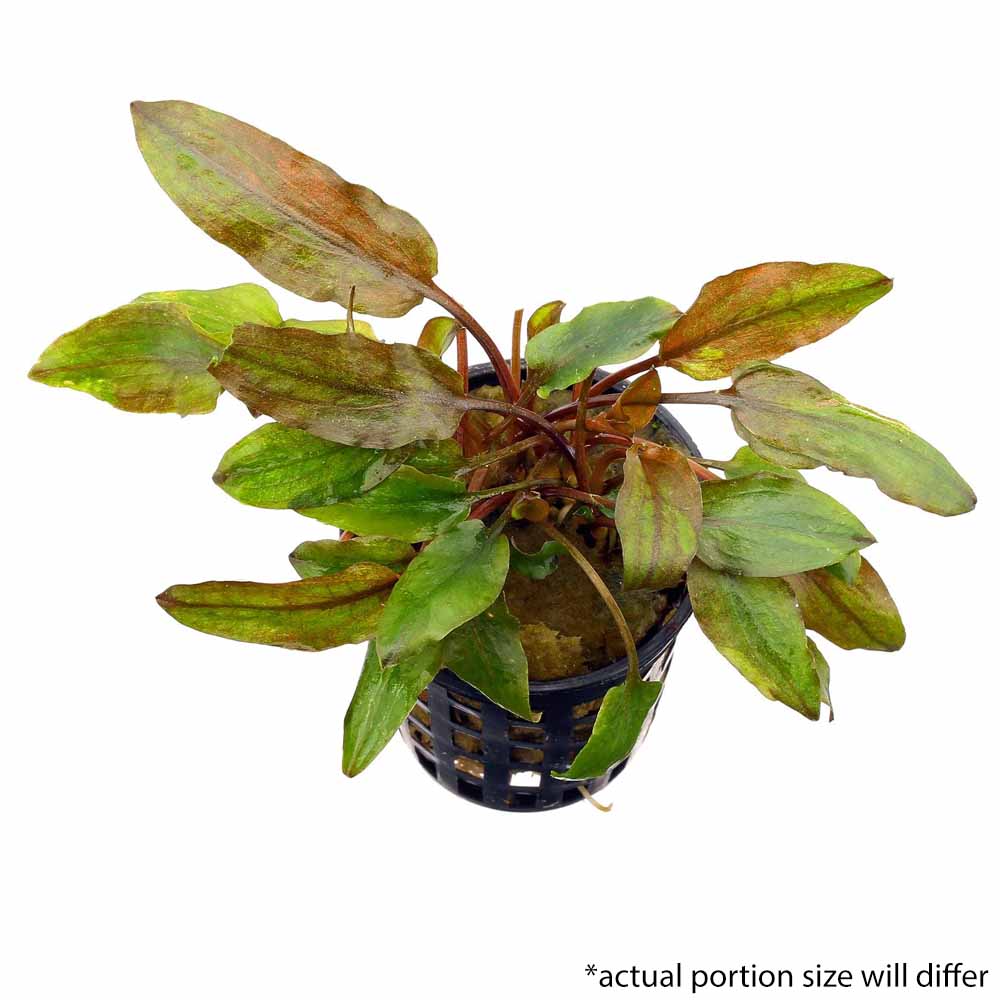 Epic Aquatics Cryptocoryne Axelrodi
