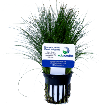 Epic Aquatics Eleocharis parvula (Dwarf Hairgrass)