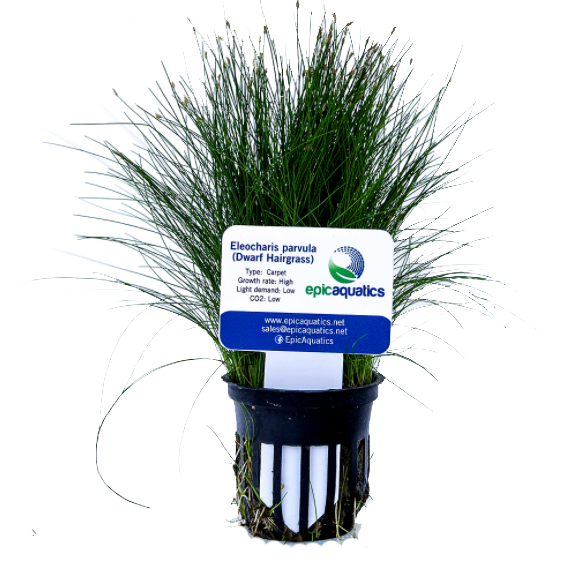 Epic Aquatics Eleocharis parvula (Dwarf Hairgrass)
