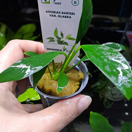 Anubias Barteri Var Glabra