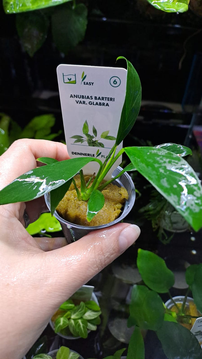Anubias Barteri Var Glabra