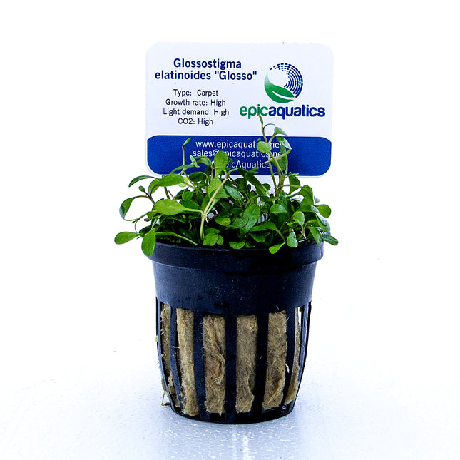 Epic Aquatics Glossostigma elatinoides "Glosso"