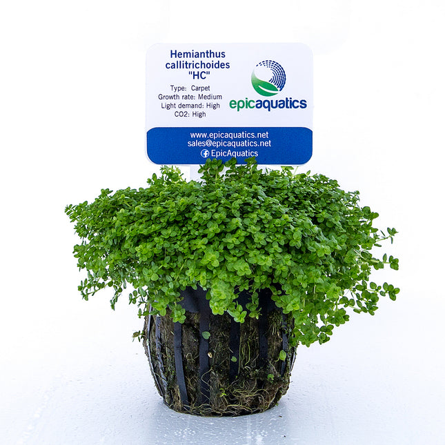 Epic Aquatics Hemianthus callitrichoides "HC"