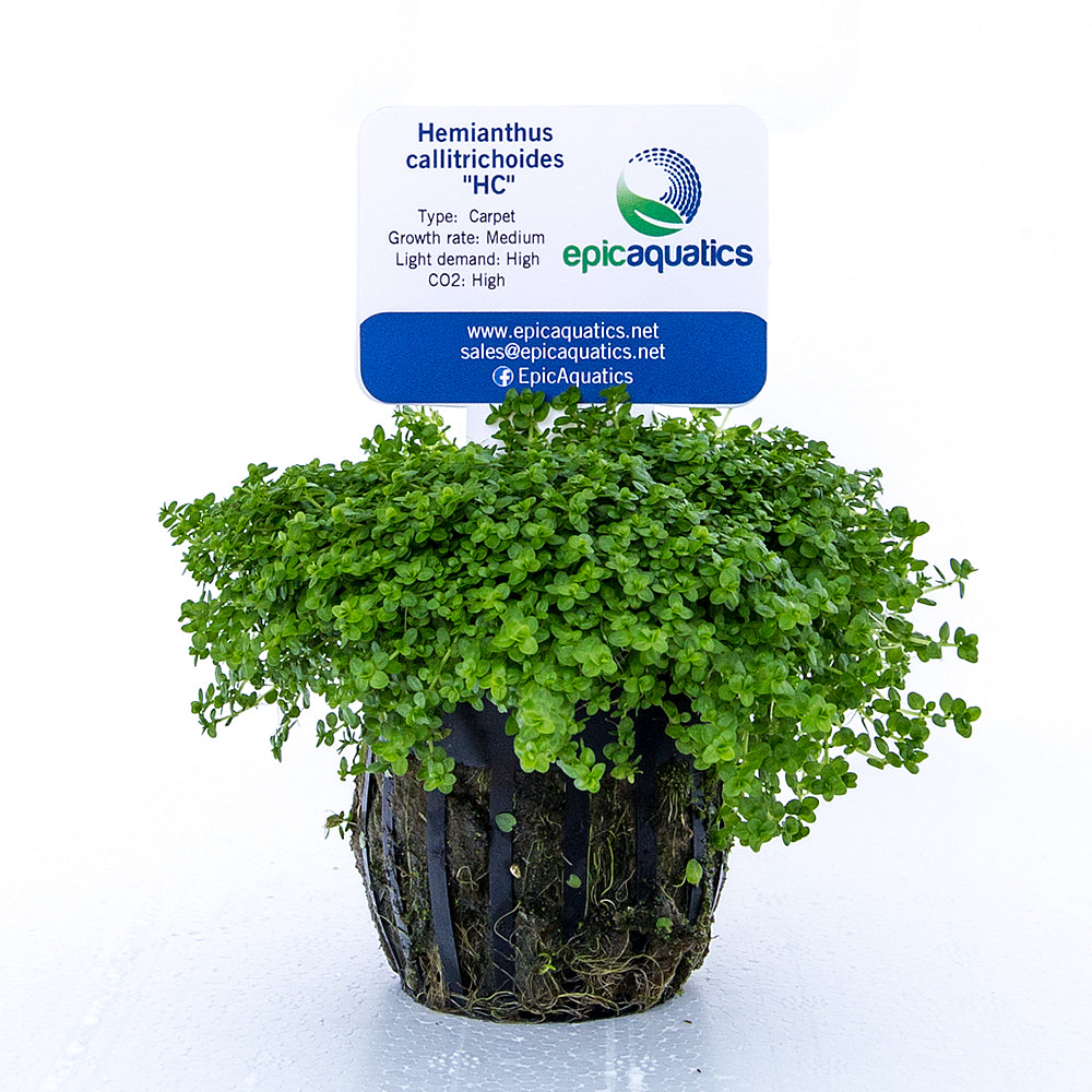 Epic Aquatics Hemianthus callitrichoides "HC"