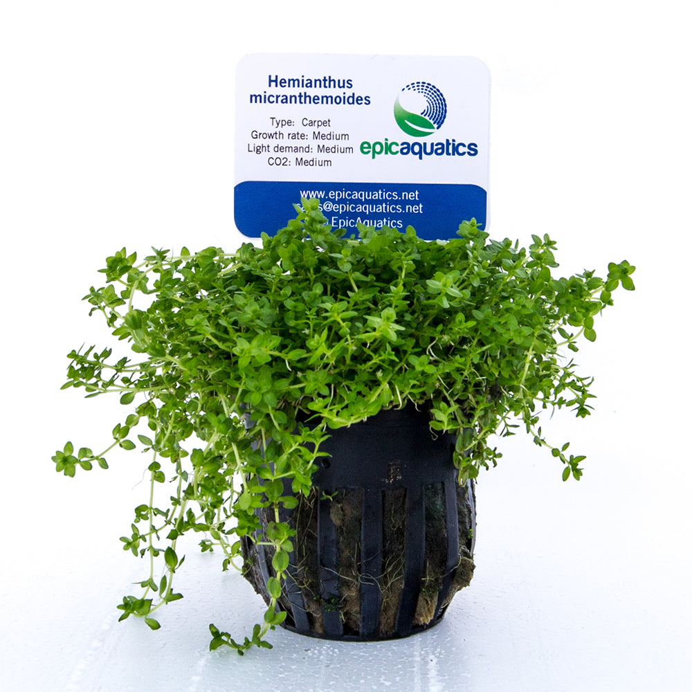 Epic Aquatics Hemianthus micranthemoides
