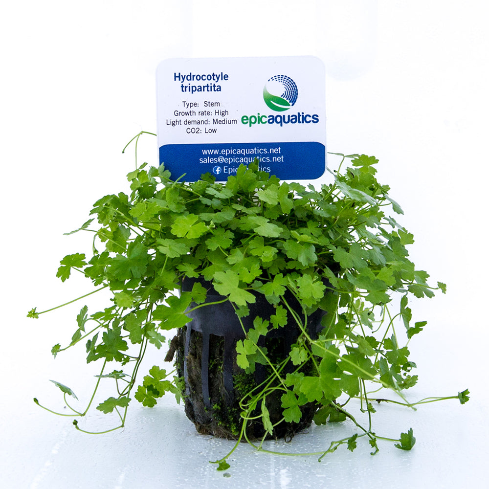 Epic Aquatics Hydrocotyle tripartita