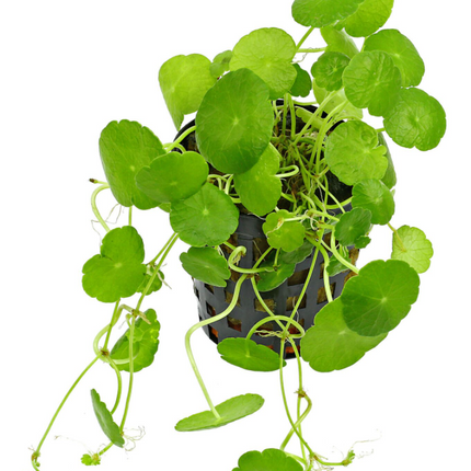 Epic Aquatics Hydrocotyle verticillata