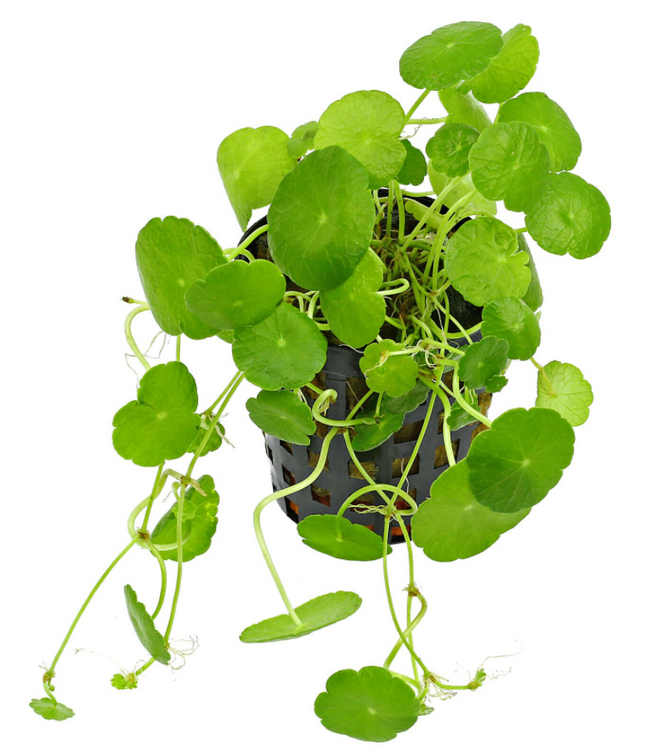 Epic Aquatics Hydrocotyle verticillata