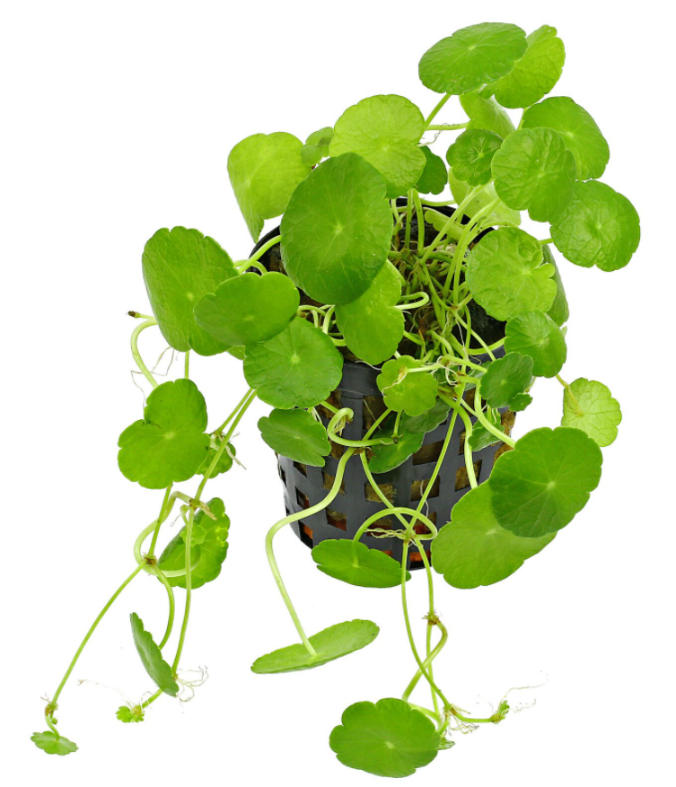 Epic Aquatics Hydrocotyle verticillata