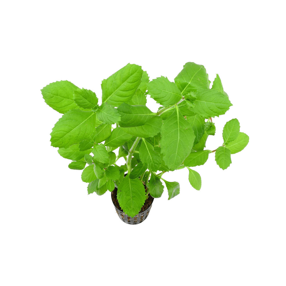 Epic Aquatics Hygrophila difformis