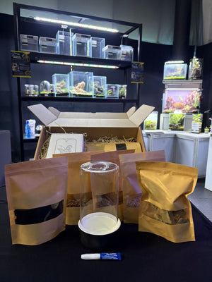 Mini Terrarium Starter Kit