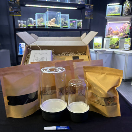 Mini Terrarium Starter Kit