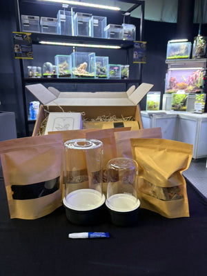 Mini Terrarium Starter Kit