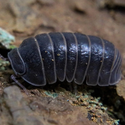Hissing Isopods - Armadillo officinalis (Colony of 5)