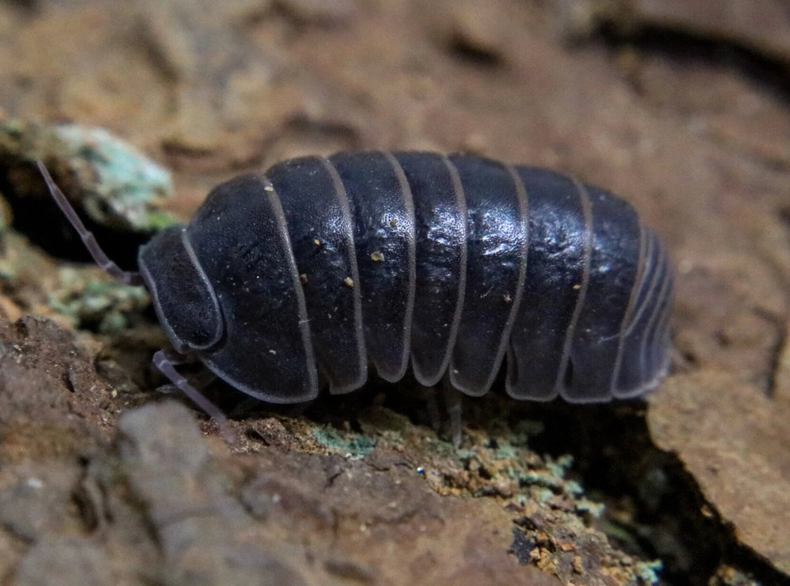 Hissing Isopods - Armadillo officinalis (Colony of 5)