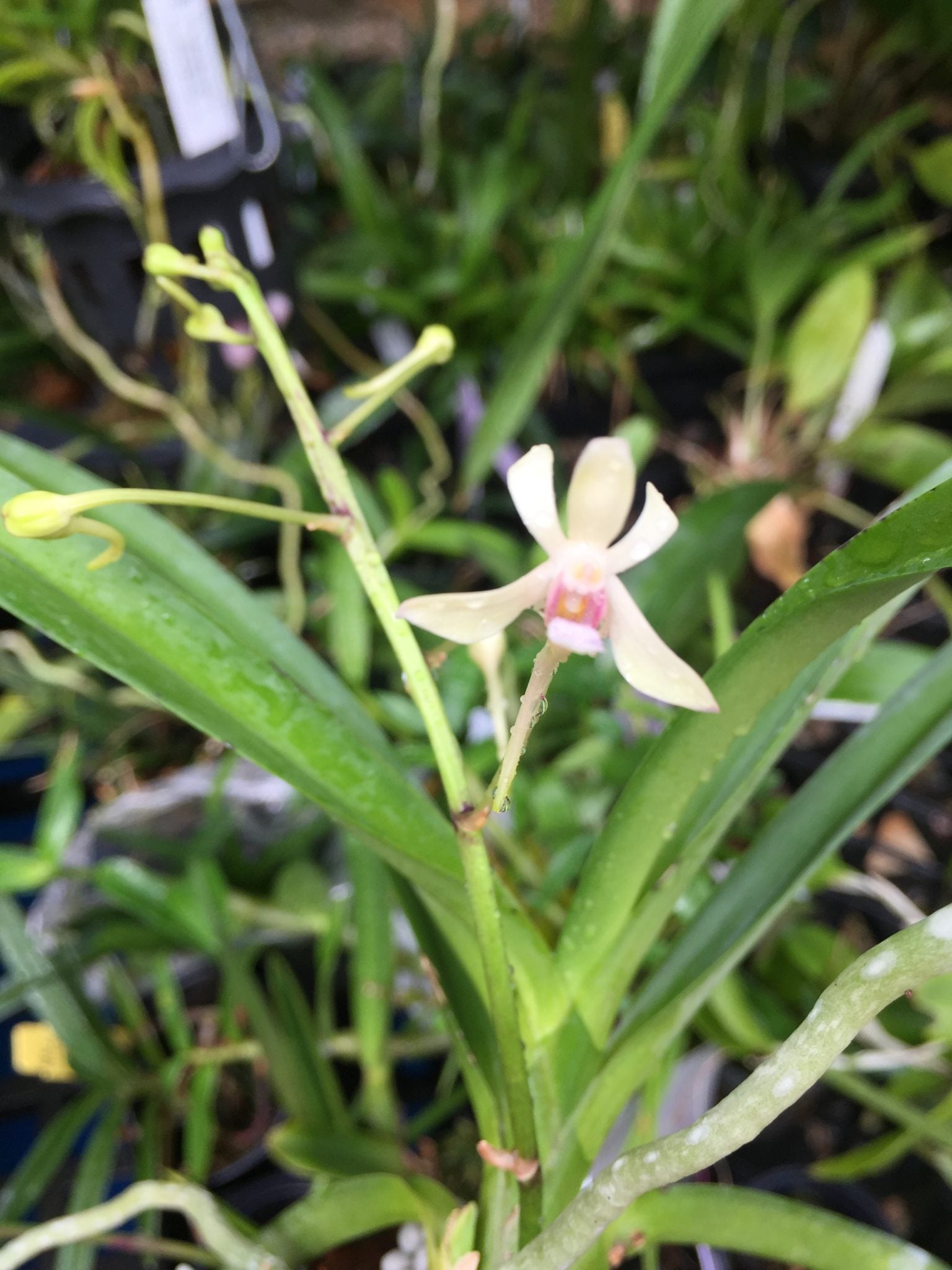 Mini Orchid - Vanda Lucknow