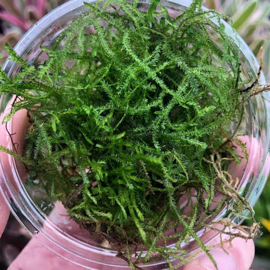 JAVA MOSS TUB