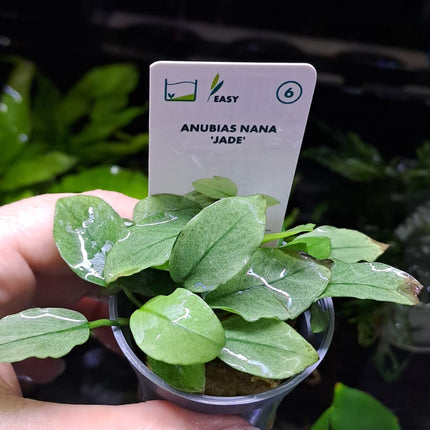 Anubias Nana Jade