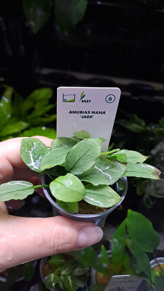 Anubias Nana Jade