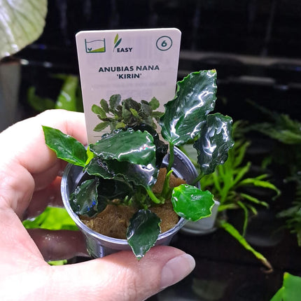 Anubias Barteri Var Nana Kirin