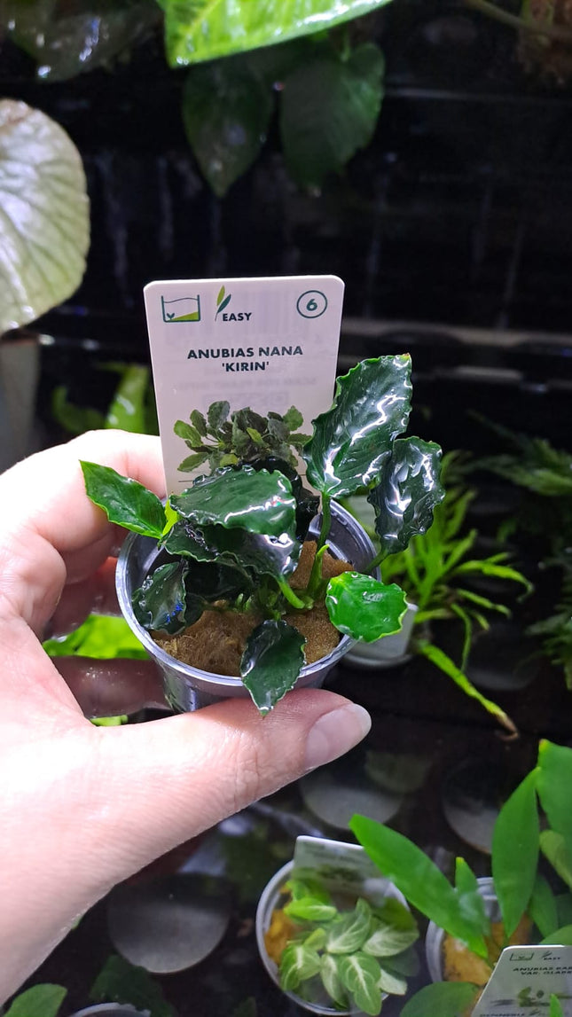 Anubias Barteri Var Nana Kirin