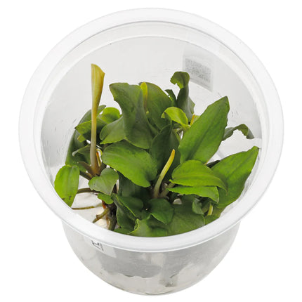 ADA Tissue Culture Lagenandra meeboldii 'Red'