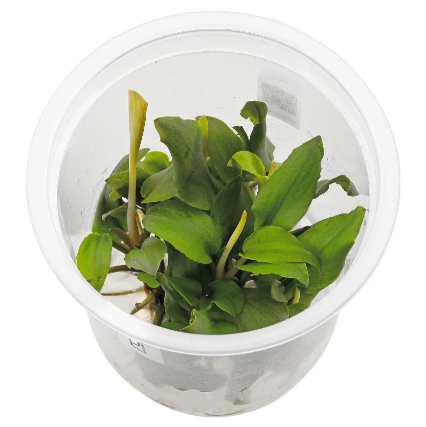 ADA Tissue Culture Lagenandra meeboldii 'Red'