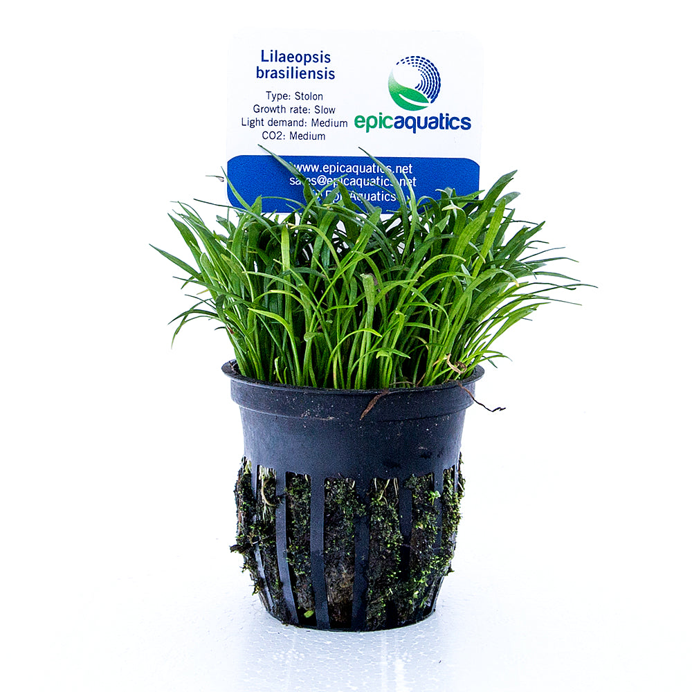 Epic Aquatics Lilaeopsis brasiliensis