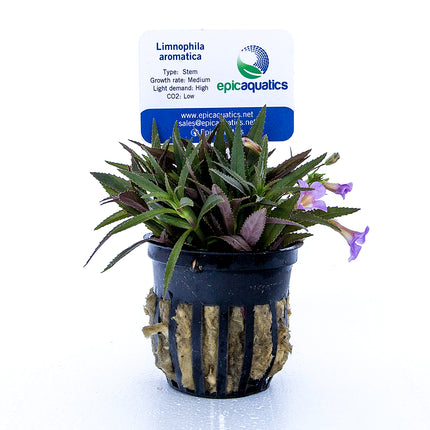 Epic Aquatics Limnophila aromatica
