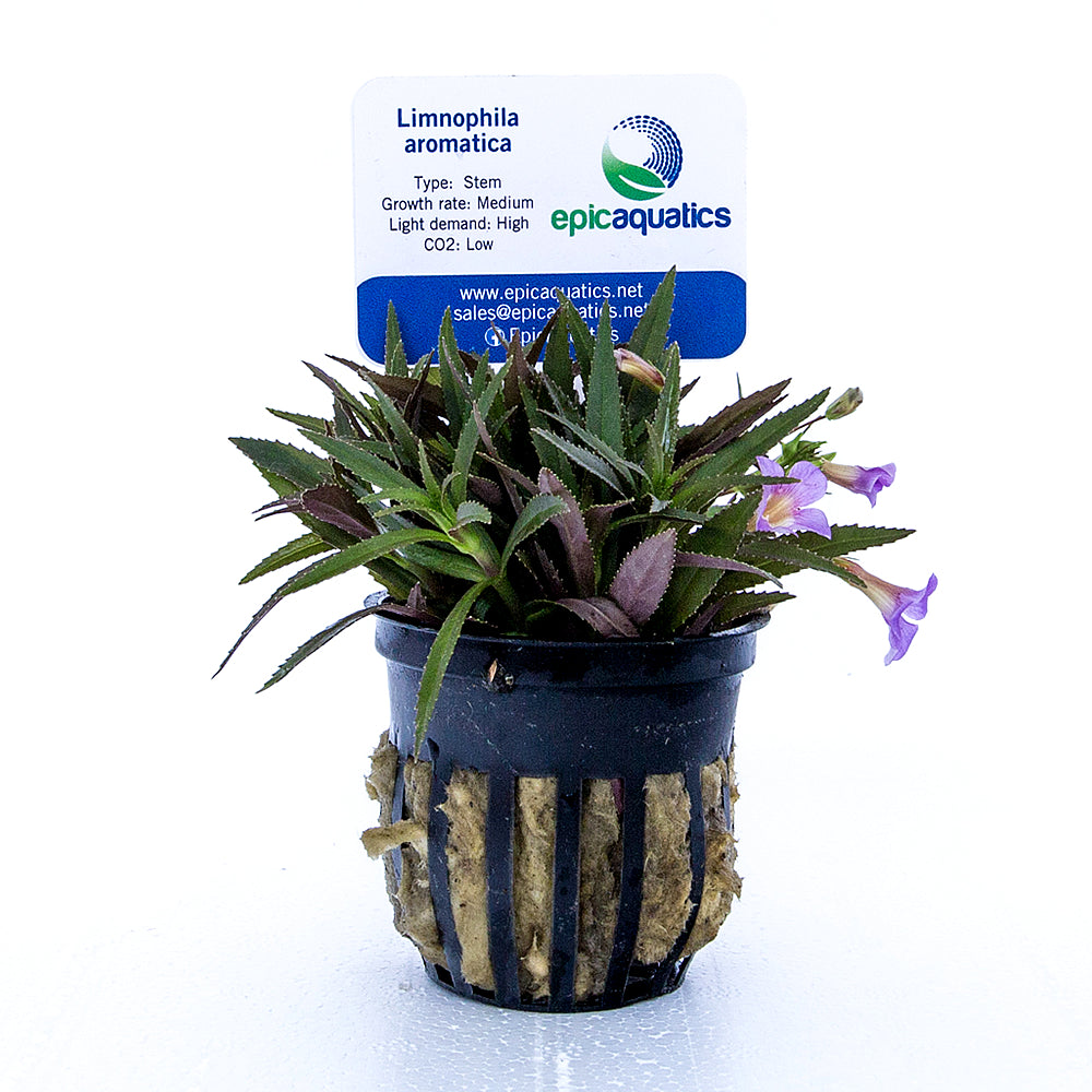 Epic Aquatics Limnophila aromatica