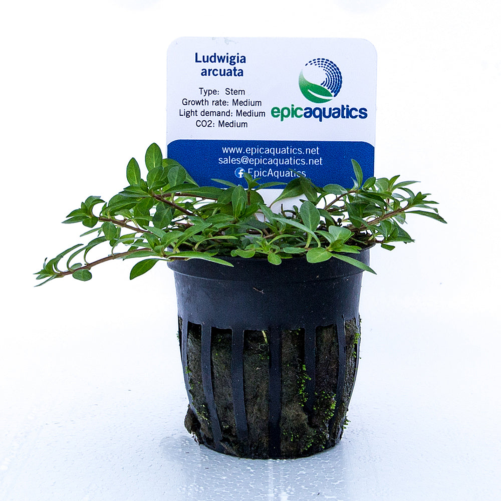 Epic Aquatics Ludwigia arcuata