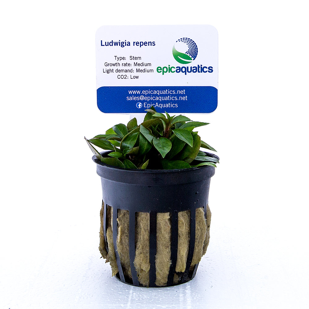 Epic Aquatics Ludwigia repens