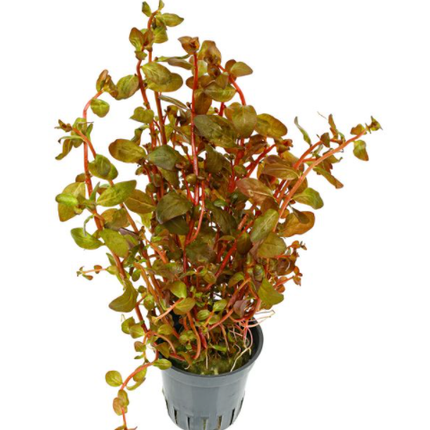 Epic Aquatics Ludwigia Senegalensis