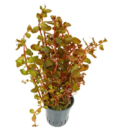 Epic Aquatics Ludwigia Senegalensis