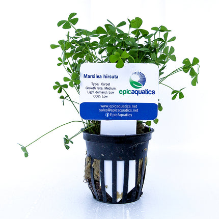 Epic Aquatics Marsilea hirsuta