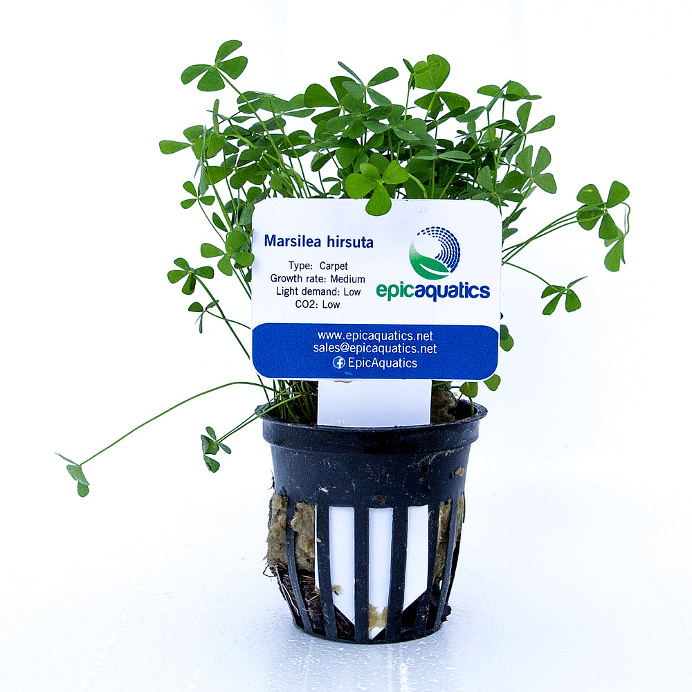 Epic Aquatics Marsilea hirsuta