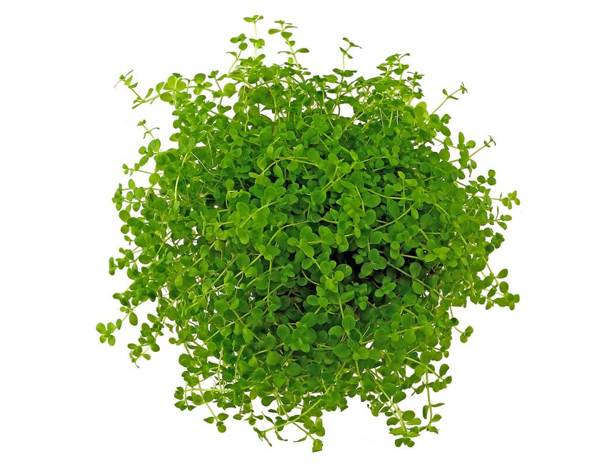 Epic Aquatics Micranthemum sp 'monte carlo'