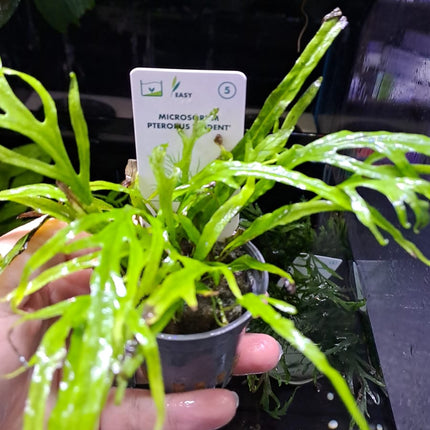 Microsorum pteropus 'Trident'