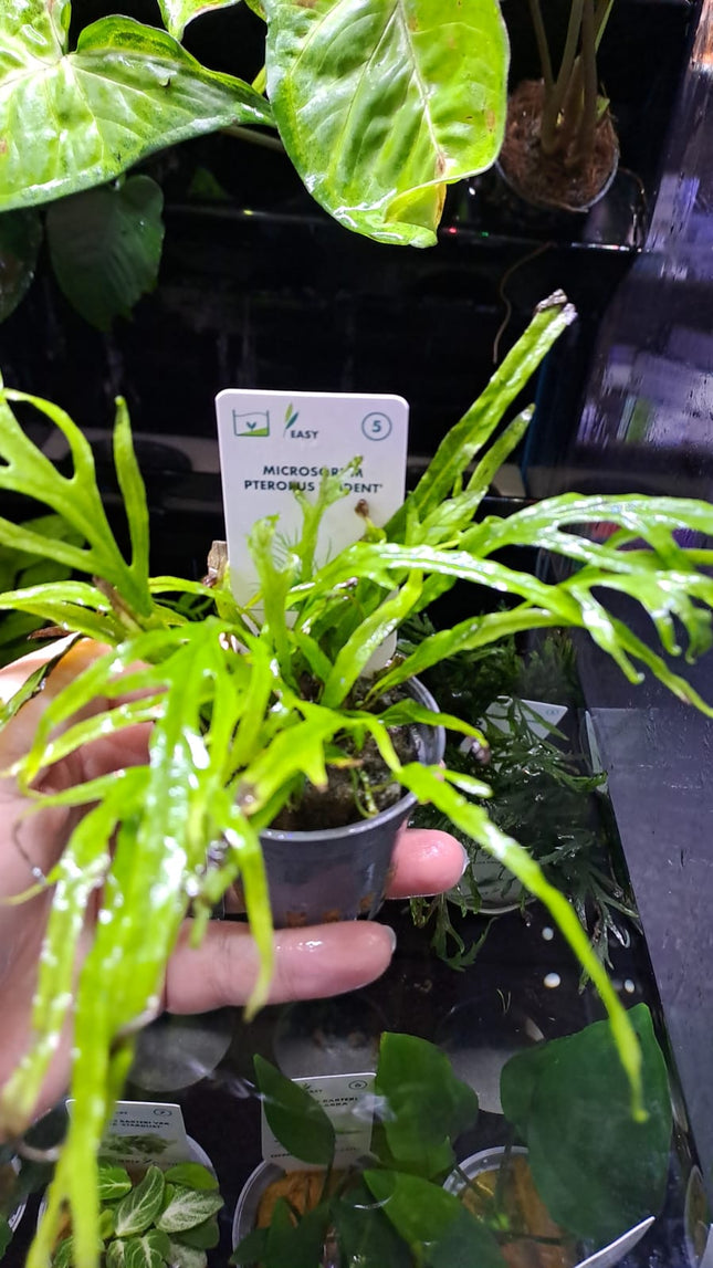 Microsorum pteropus 'Trident'