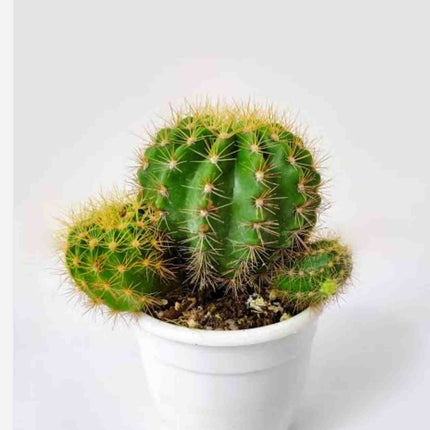 Nomoy Cactus Plants (QM)