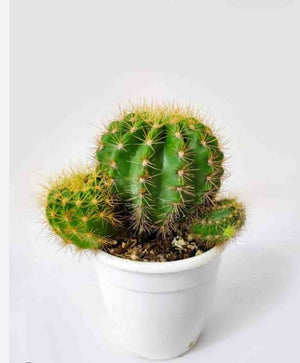 Nomoy Cactus Plants (QM)