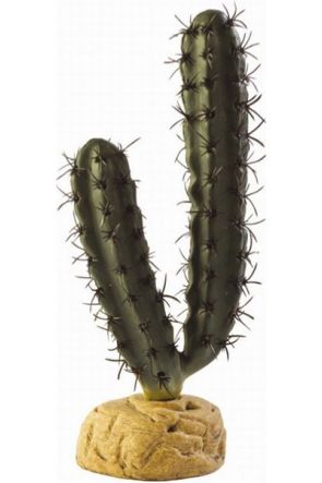 Nomoy Cactus Plants (QM)