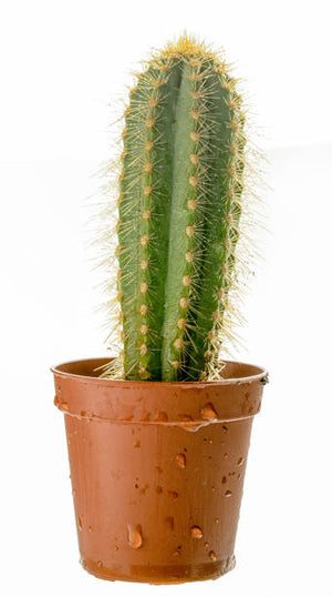 Nomoy Cactus Plants (QM)