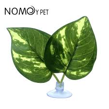 Nomoy Moss Accent Plant (NFF)
