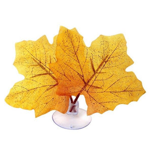Nomoy Moss Accent Plant (NFF)