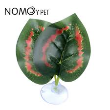 Nomoy Moss Accent Plant (NFF)