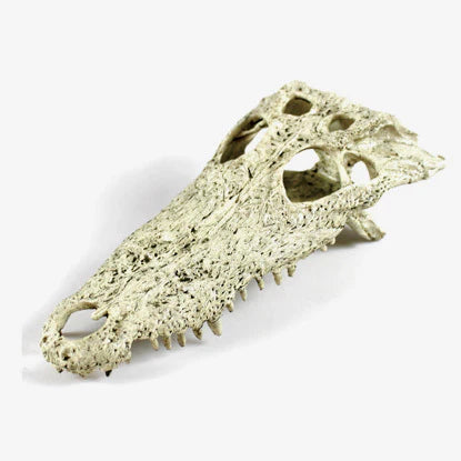 Nomoy Crocodile Skull (NS-72)