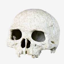 Nomoy Resin Skull Decor (NS)